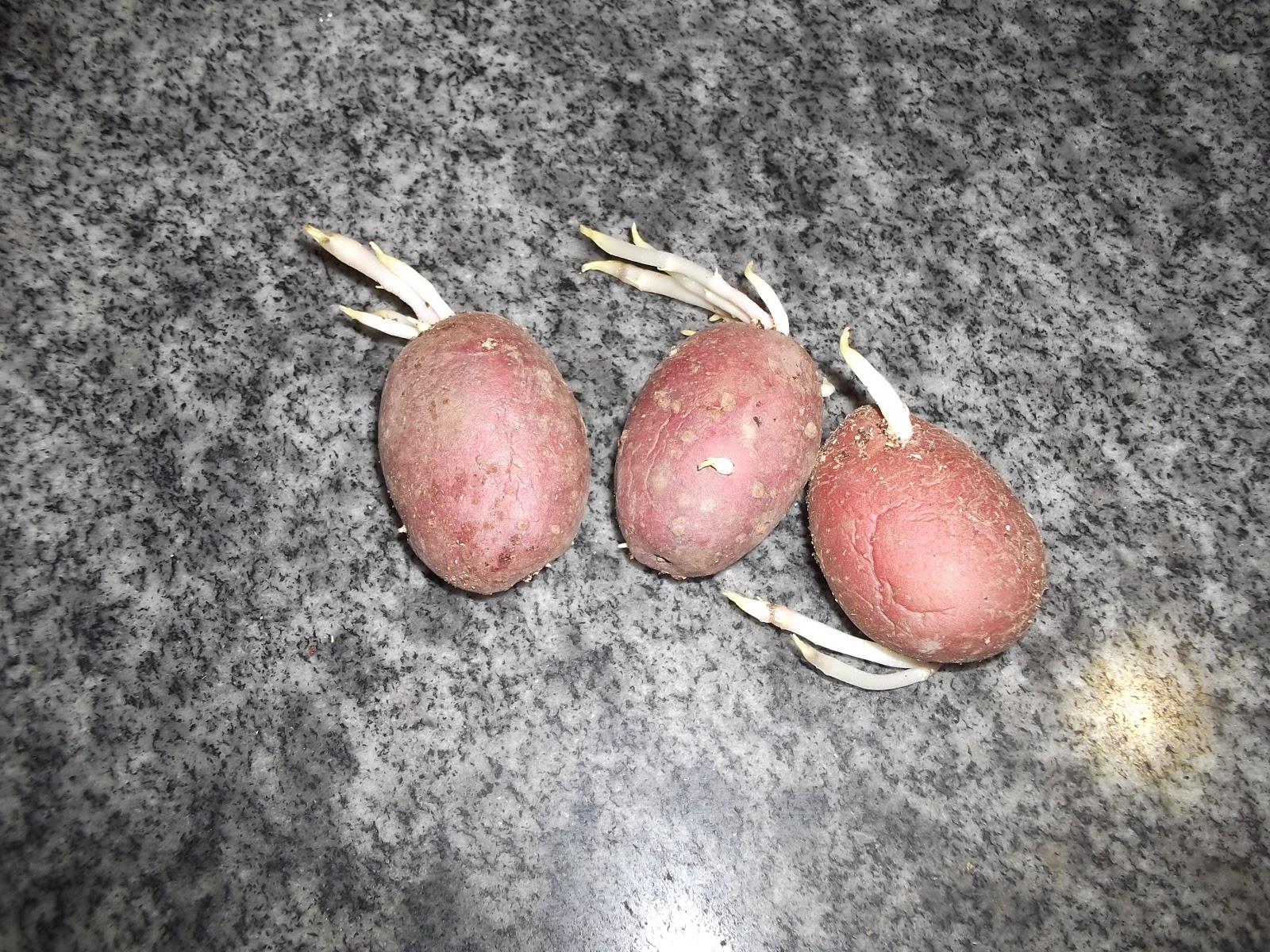 Прорастание картофеля