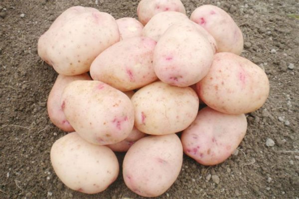 аврора картофель характеристика