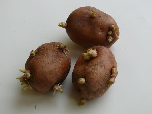 проращивание картофеля 1