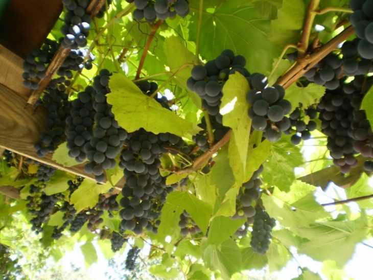 Виноград изабелла: 100 фото и видео мастер-класс выращивания винограда популярного сорта
