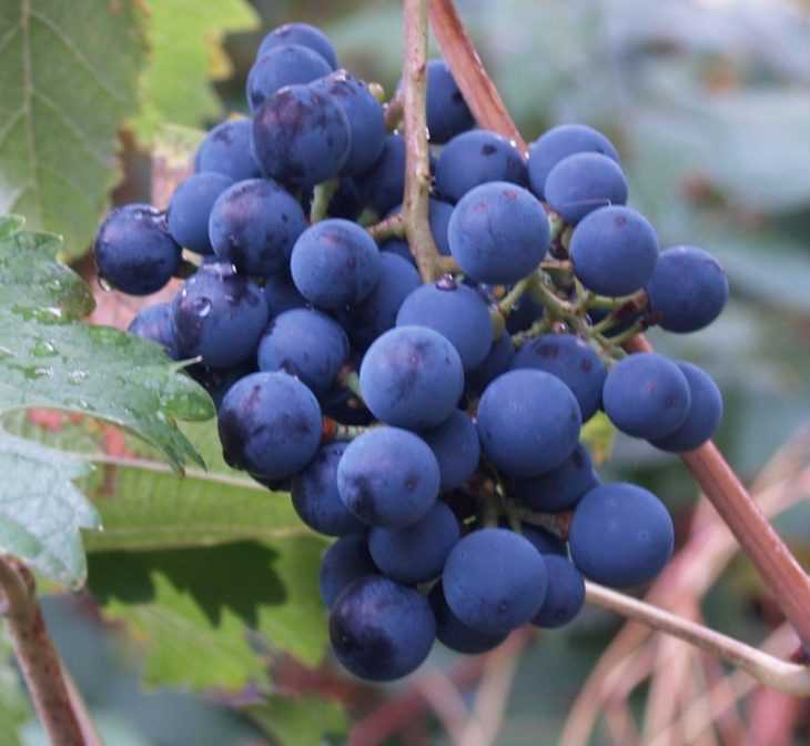 Виноград изабелла: 100 фото и видео мастер-класс выращивания винограда популярного сорта