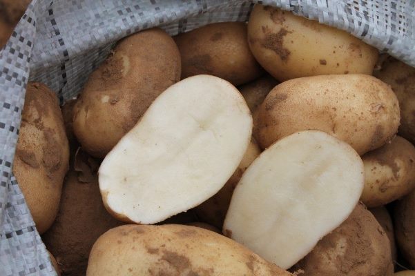 картофель удача