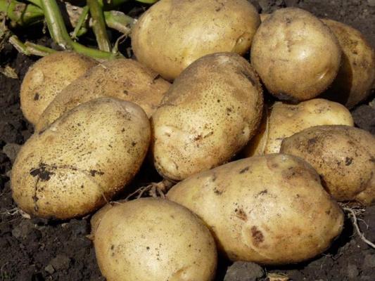 сорт картофеля санте характеристика отзывы фото