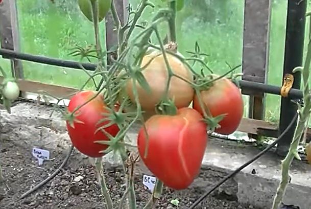 Подвязанный куст томата