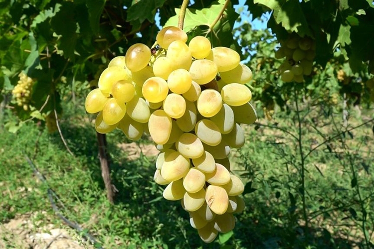 Виноград Августин - гроздь