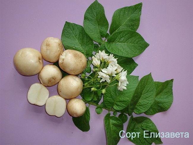 Описание сорта картофеля Елизавета