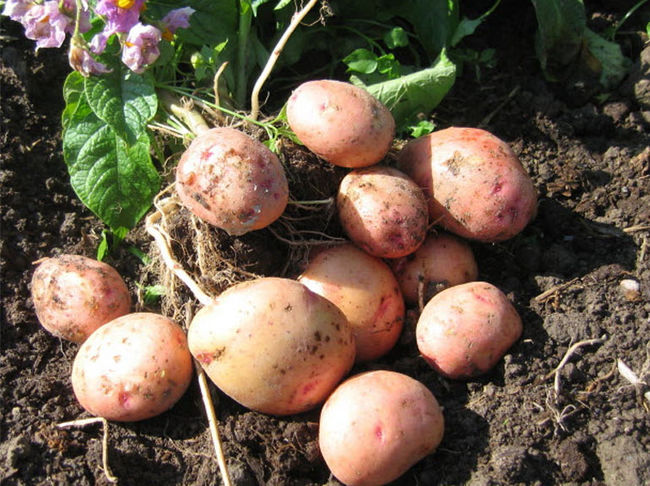 Поздний или ранний сорт картофеля Жуковский