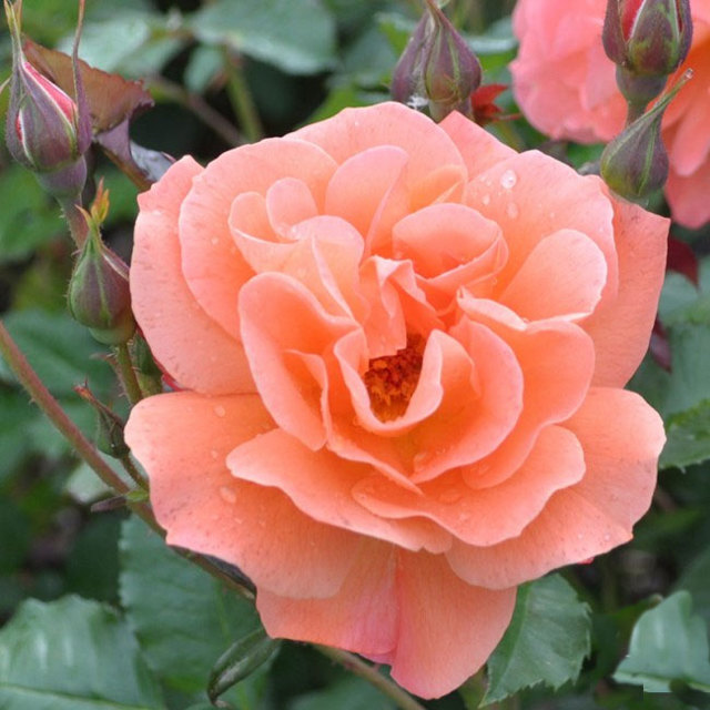 Роза парковая «Вестерленд»: фото и описание, посадка и уход, обрезка