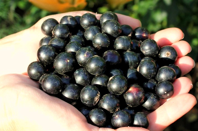 Сорт крупноплодной чёрной смородины Багира: описание сорта, посадка и уход, сроки плодоношения, фото, отзывы садоводов
