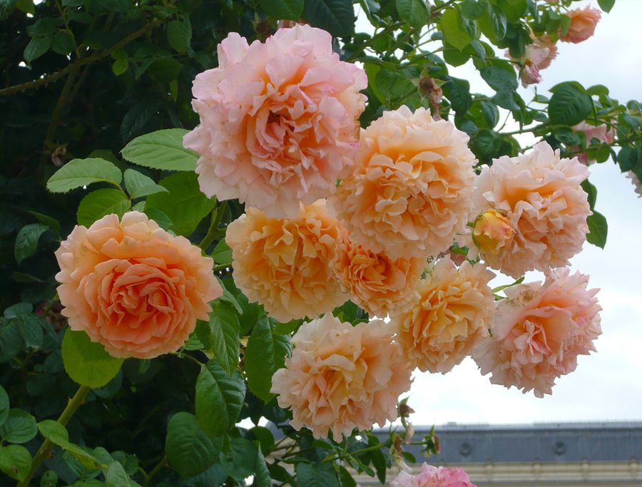 У розы Полька длительное волнообразное цветение