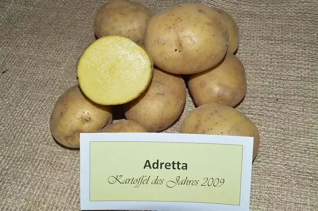 Характеристика картофеля Адретта