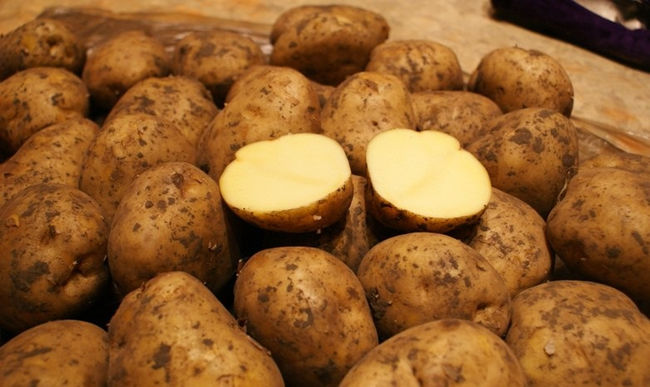 Характеристика клубней картофеля Ривьера