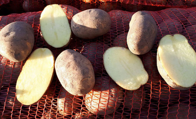 Описание картофеля Бриз