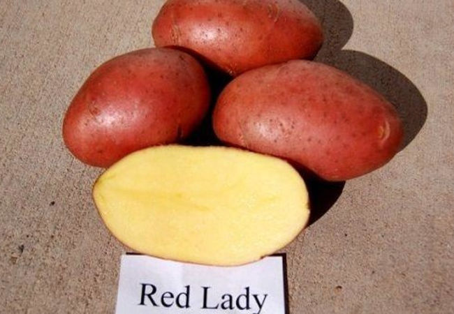 Описание клубней картофеля Ред Леди