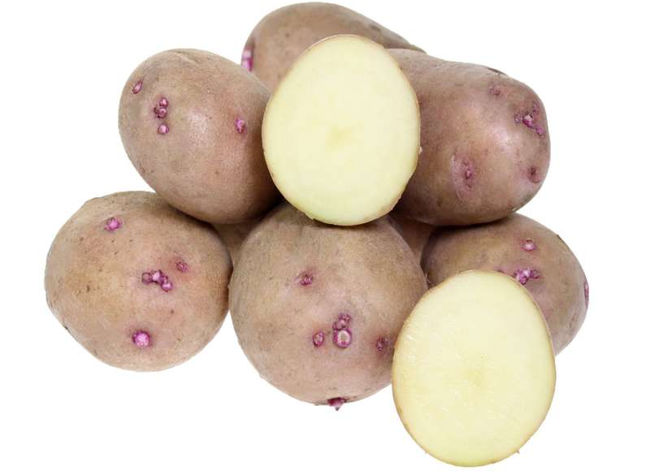 Сорт картошки Аврора