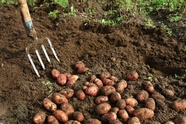 Сроки созревания картофеля Ред Леди