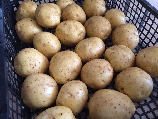 Урожай картофеля Коломбо