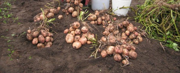Урожайность картофеля Аврора