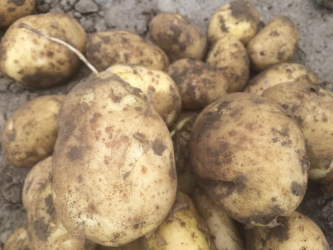 Урожайность картофеля Бриз