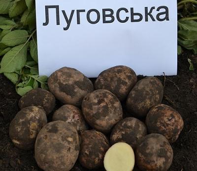 Картофель Луговской: описание и характеристика сорта, выращивание и уход, фото