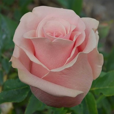 роза титаник