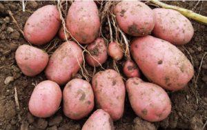 Картофель Журавинка: характеристики сорта, урожайность, отзывы