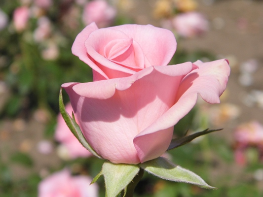 роза титаник цветок