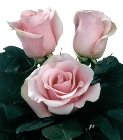 роза титаник фото и описание отзывы