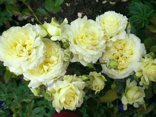 плетистая роза эльф фото и описание