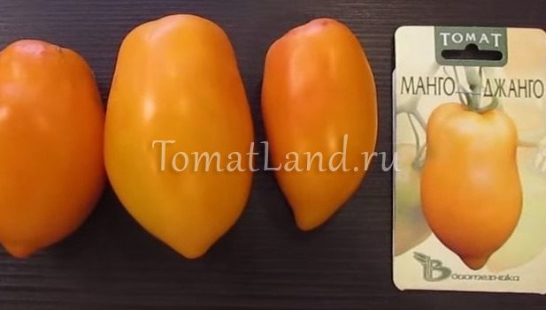 томат манго джанго характеристика фото