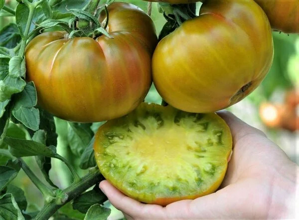 томаты ромовая баба в разрезе фото
