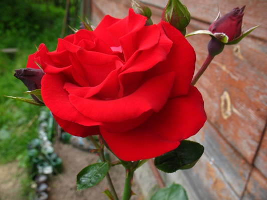 роза сантана