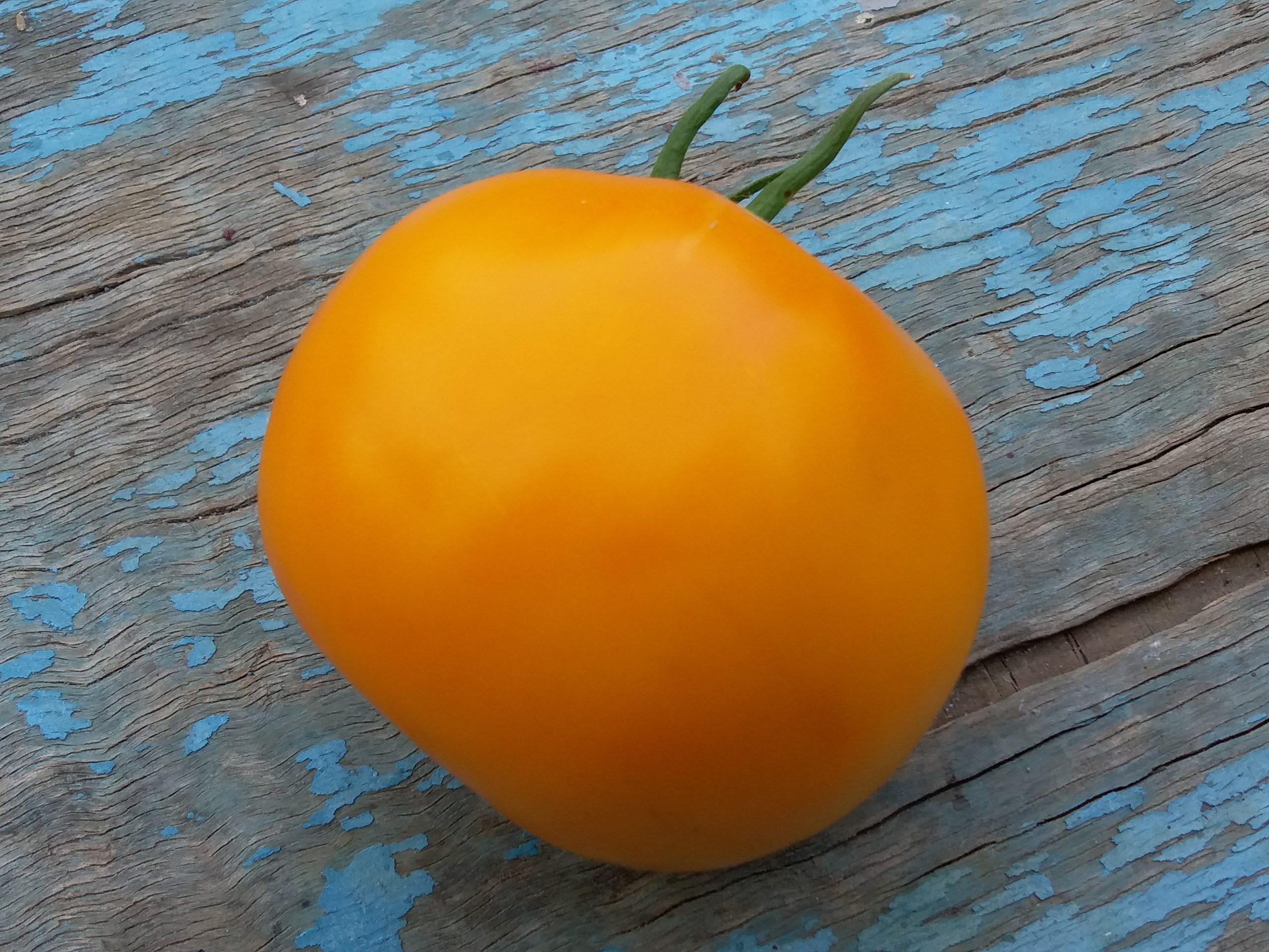 Внешний вид томата 