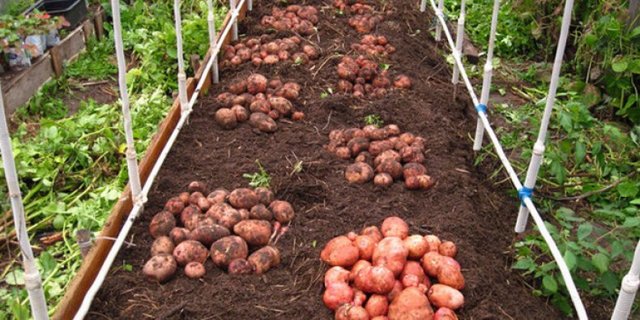 Регионы для выращивания и сроки посадки картофеля Розара