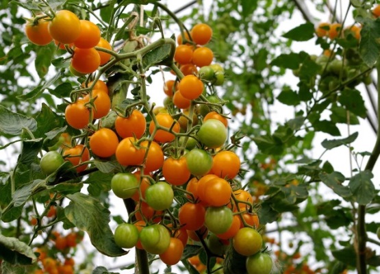 томат черри краски отзывы фото урожайность