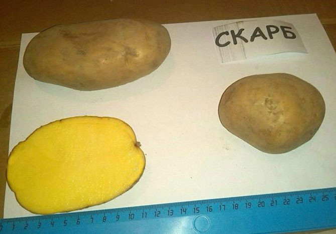 Измерение картофелин