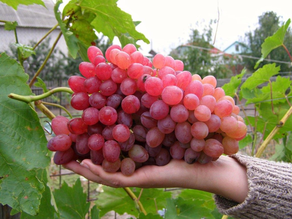 розовый виноград