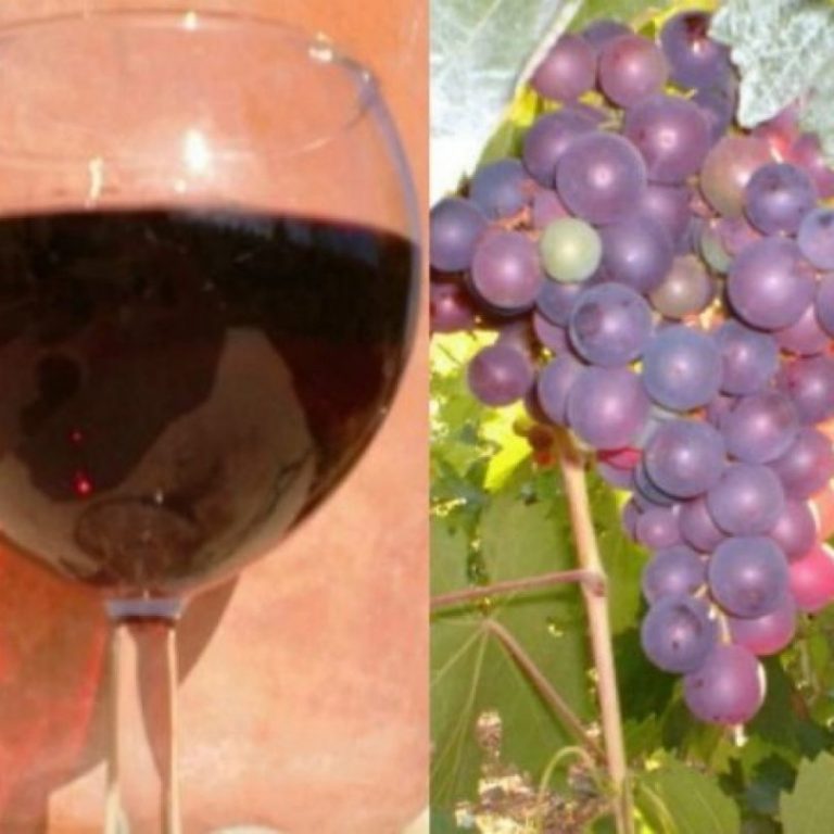 Виноград «маркетт»: описание сорта, фото и отзывы о нем