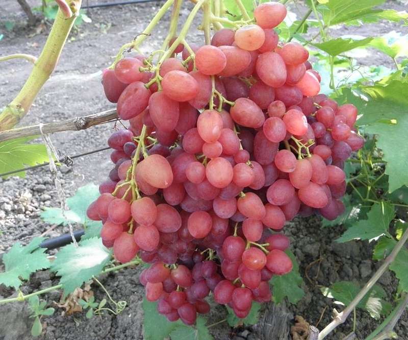 Гроздь винограда Велес на фото