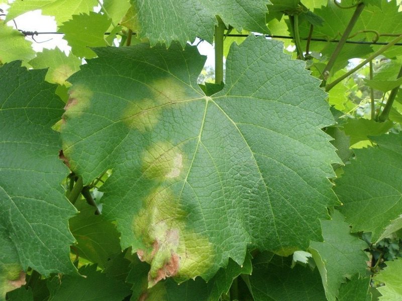 Милдью поражает виноградную лозу в условиях повышенной влажности