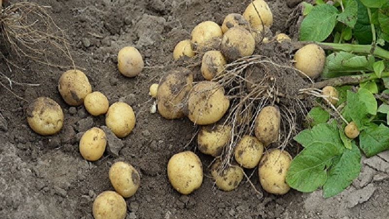описание сорта картофеля лорх