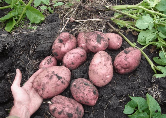 Картофель Лабелла урожайность