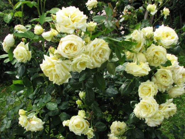 Плетистая роза Elfe (Эльф): описание и фото, отзывы