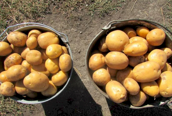 Два ведра картошки