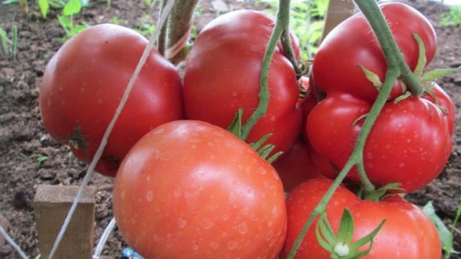 'Фаворит среди дачников для выращивания в теплице - томат 