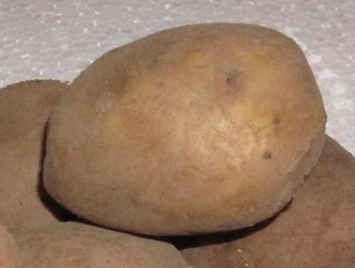 картофель Луговской выращивание
