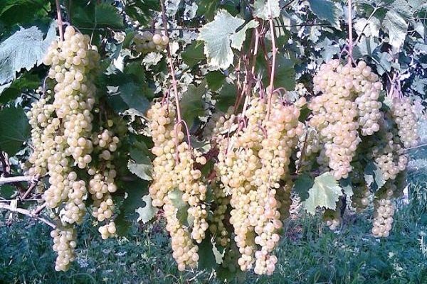 молодой виноград