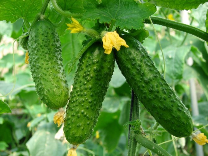 Огурцы аякс описание и характеристики сорта выращивание с фото