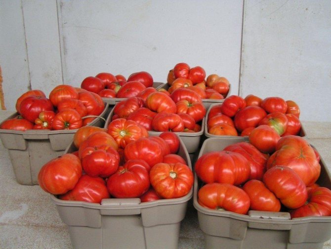 Описание и характеристики томатов сорта Буденовка, урожайность и выращивание