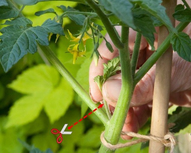 Пасынкование томатов